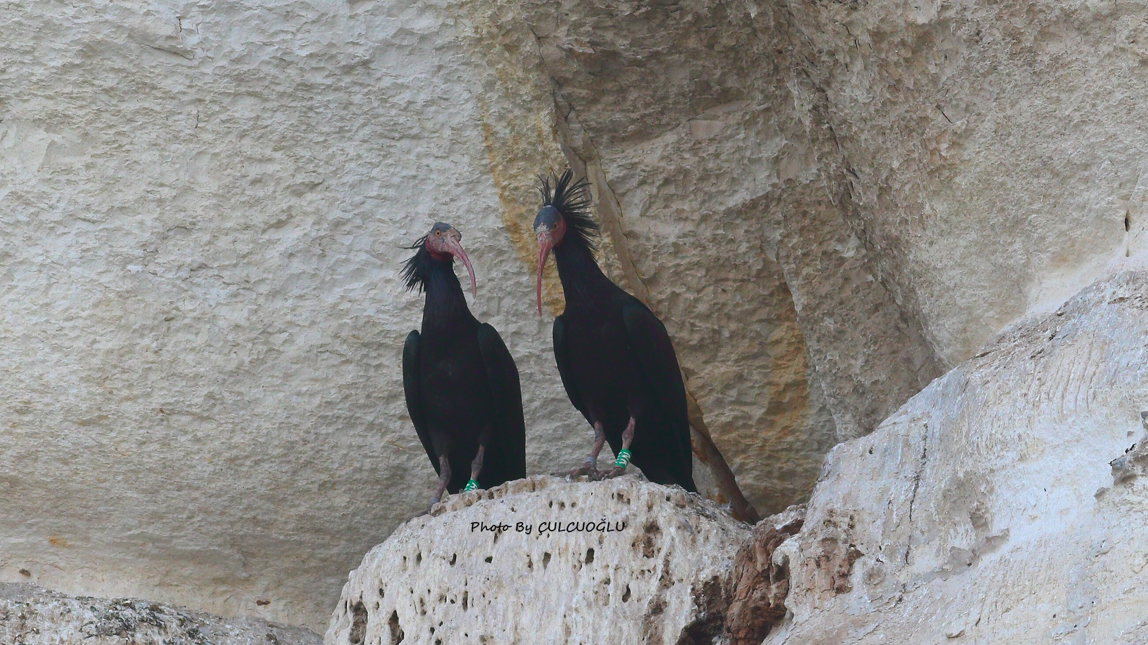 Northern Bald Ibis